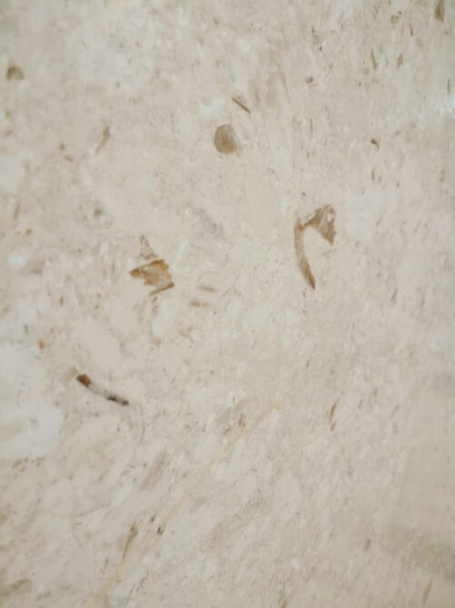 SEA SHELLS STONE — Greek marble, factory direct